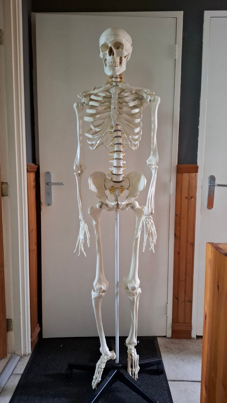 Anatomisch model menselijk skelet ware grootte, Ophalen of Verzenden, Zo goed als nieuw, Overige soorten, Schedel