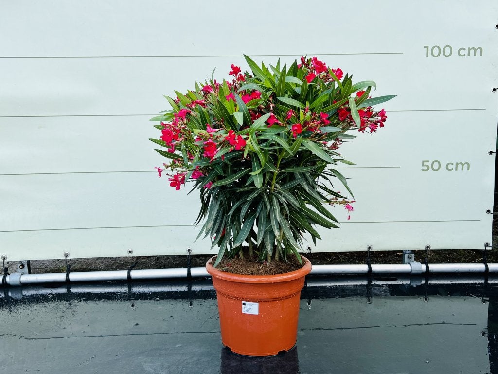 Rode Oleander - hoogte 80-100 cm, In pot, Halfschaduw, Lente, Minder dan 100 cm