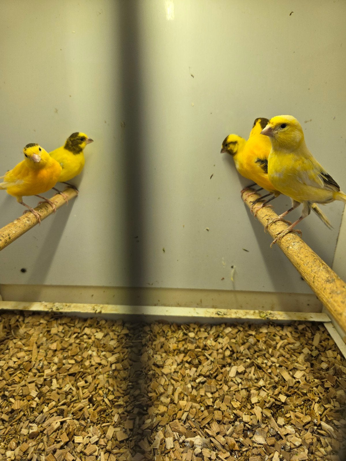 mooi bonte kanaries, Dieren en Toebehoren, Vogels | Kanaries, Meerdere dieren, Kleurkanarie