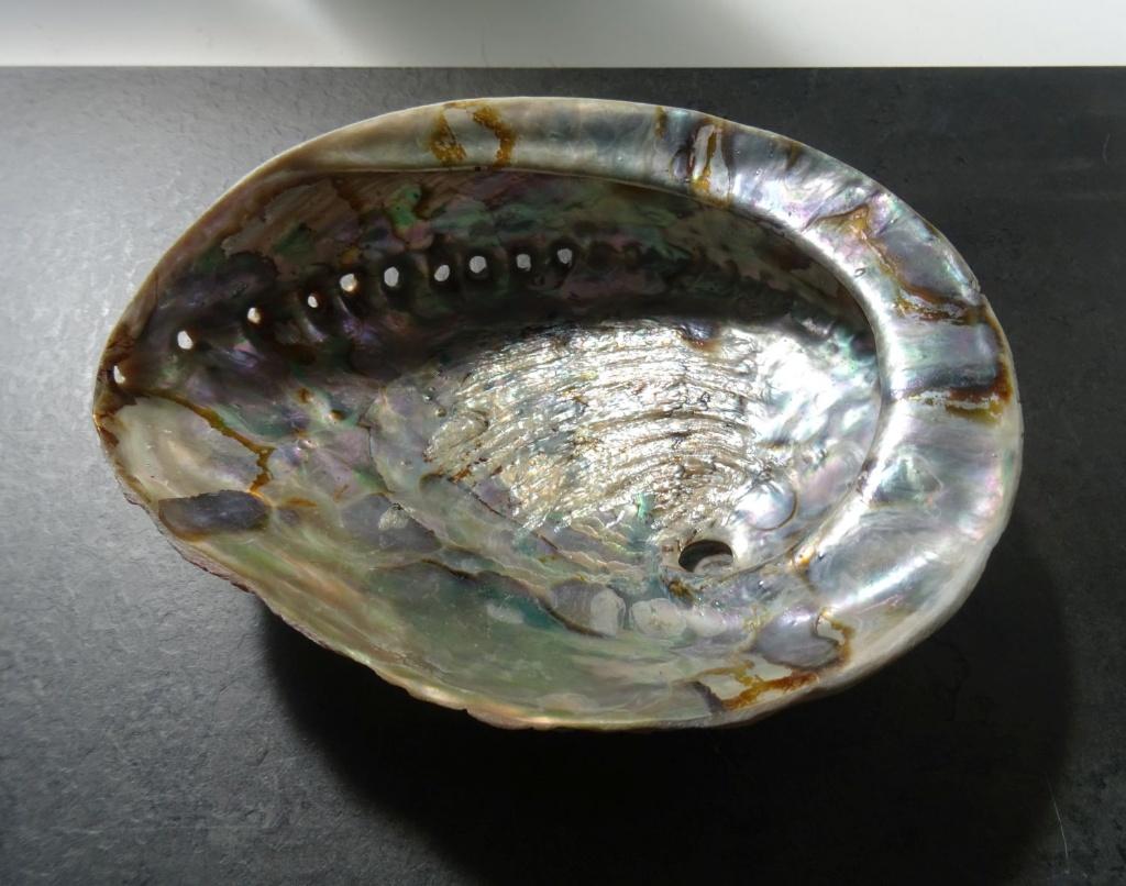 Grote Abalone schelpen., Verzamelen, Ophalen of Verzenden, Schelp(en)