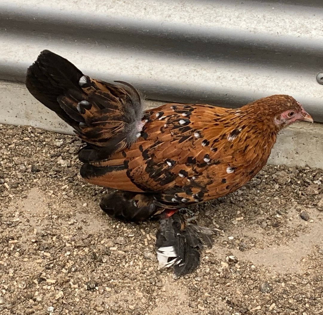 Sabelpootkriel hen, Vrouwelijk, Kip