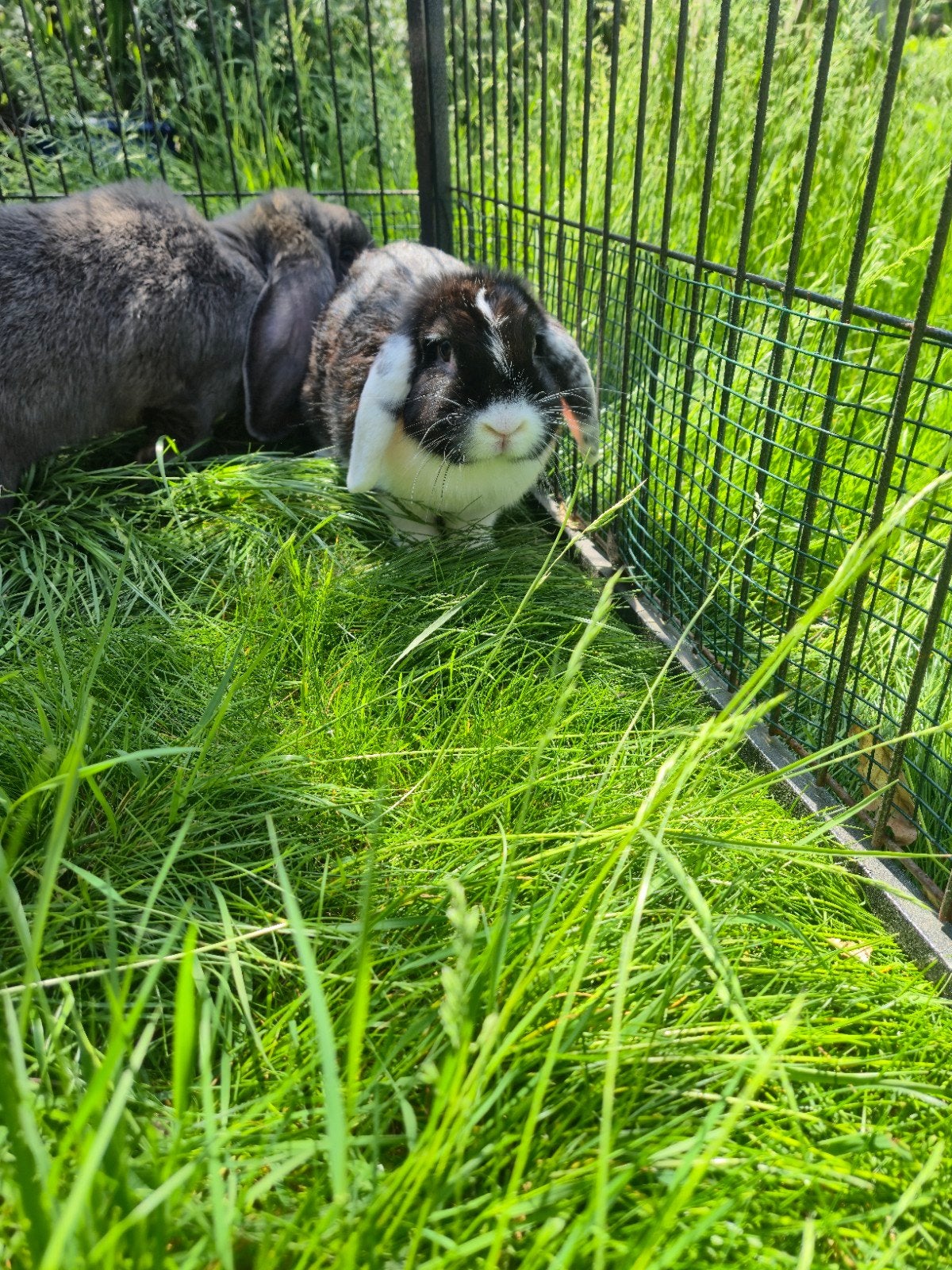 Koppel Nederlandse hangoor, Meerdere dieren, Klein, Hangoor