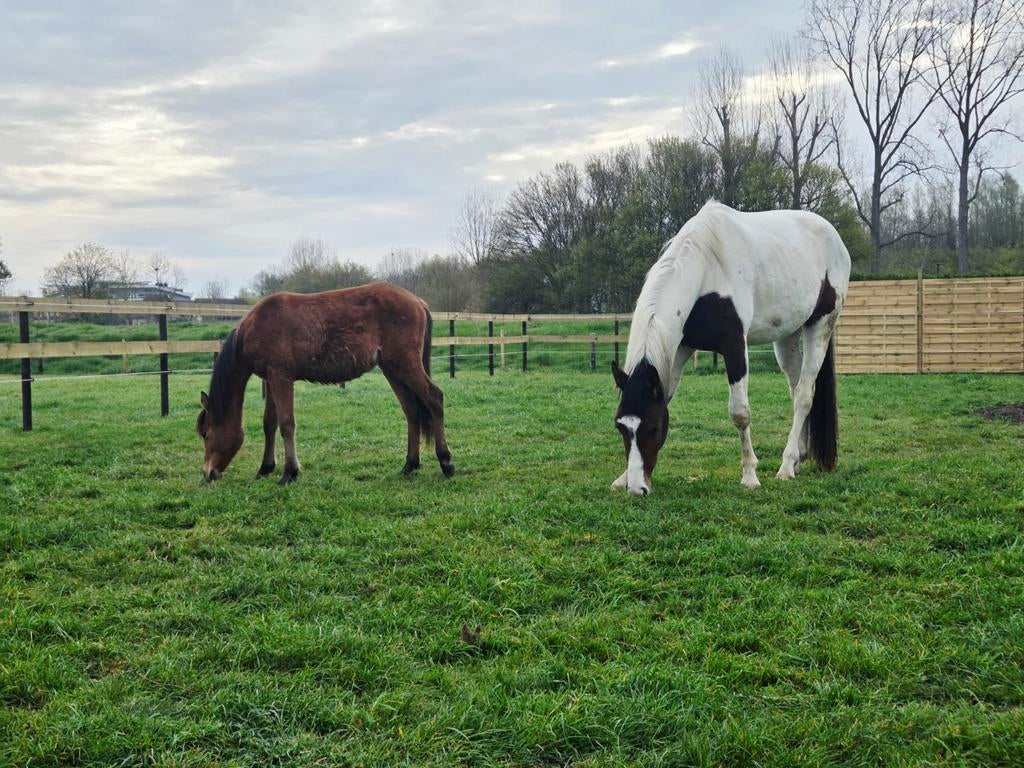 Haflinger x arabier jaarling, Hengst, 0 tot 2 jaar