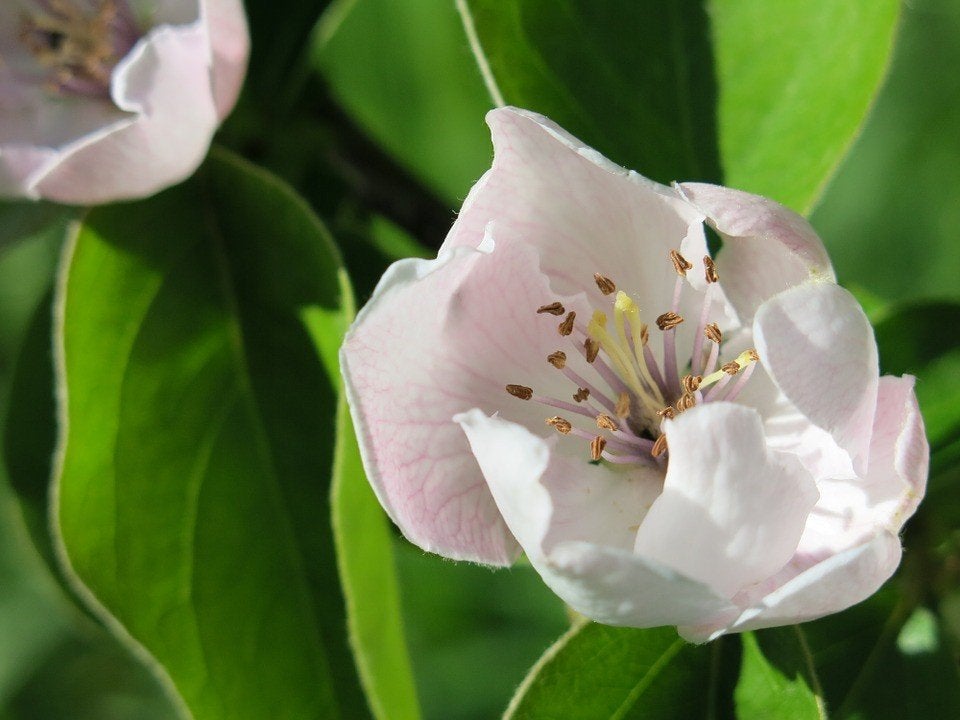 Kweepeer laagstam apart fruit mooie bloesem, Lente, Overige soorten, Volle zon, In pot