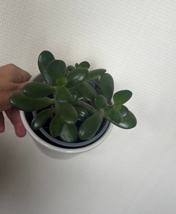 Crassula ovata, Ophalen, Minder dan 100 cm