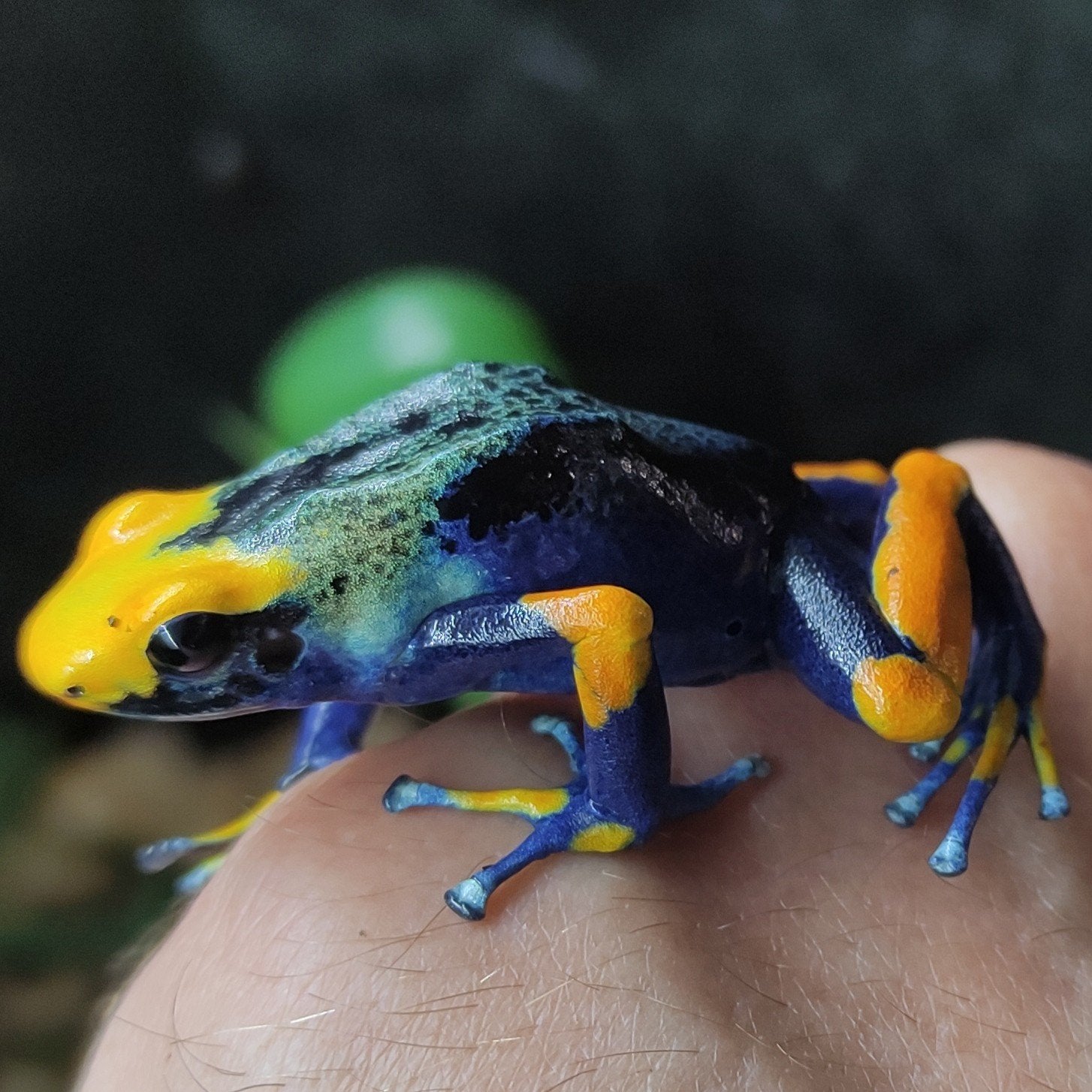 Dendrobates, prachtige gifkikkers, alle soorten voorradig Frog photo 5