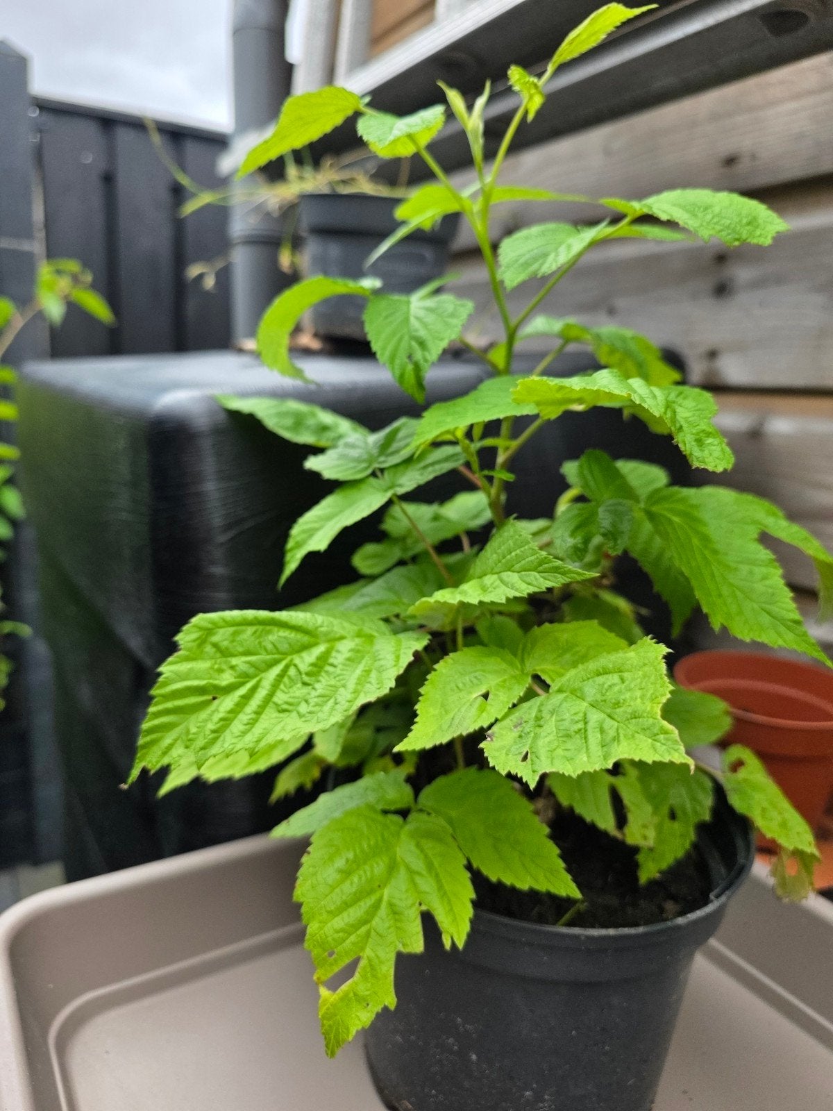 Frambozen Struik, Ophalen of Verzenden, Minder dan 100 cm, Overige soorten, Zomer