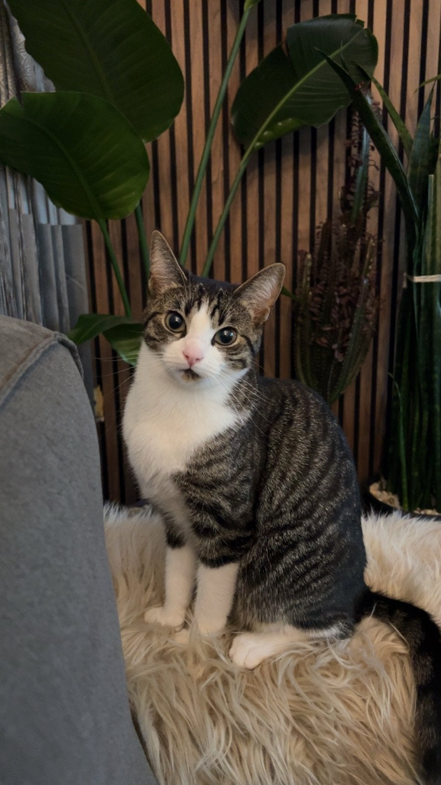 Lievdevol thuis voor Sweetie, Dieren en Toebehoren, Katten en Kittens | Overige Katten, Poes