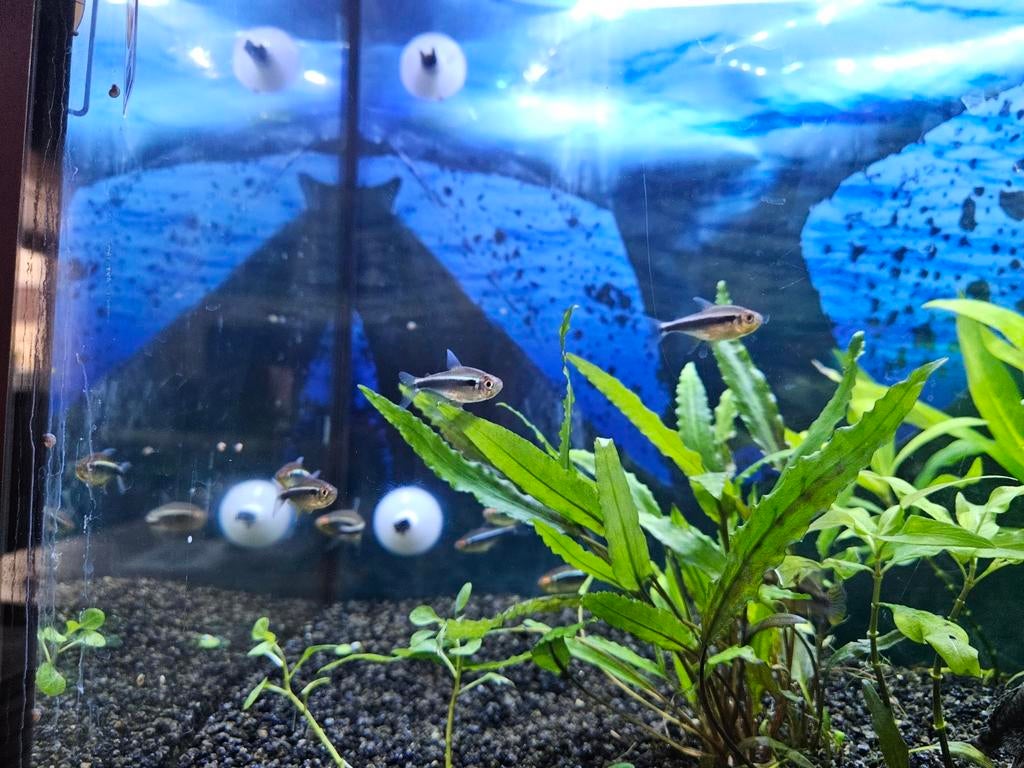 Vissen, Dieren en Toebehoren, Vissen | Aquariumvissen, Vis, Zoetwatervis