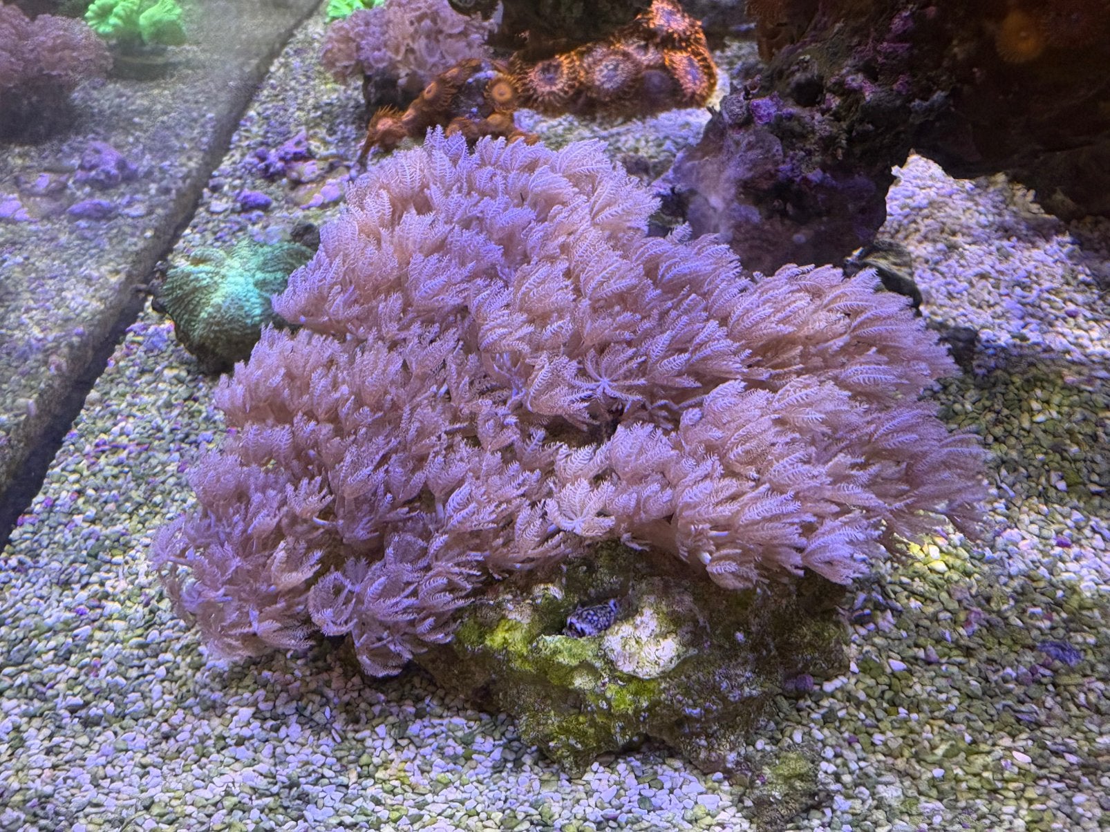 Pusling xenia 10 x 10cm, Dieren en Toebehoren, Overige typen, Zoutwatervis