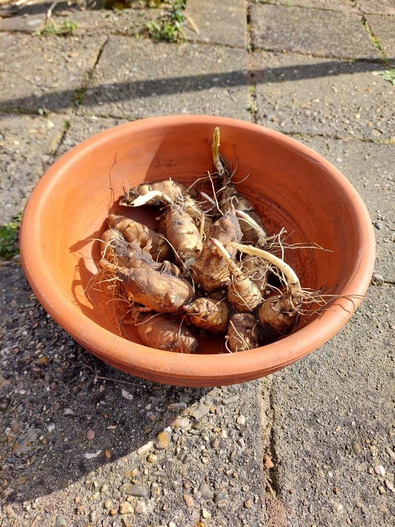 Aardpeer knollen - Gifvrij gekweekt, prachtige bloemen, Ophalen of Verzenden, Gehele jaar, Volle zon, Knol