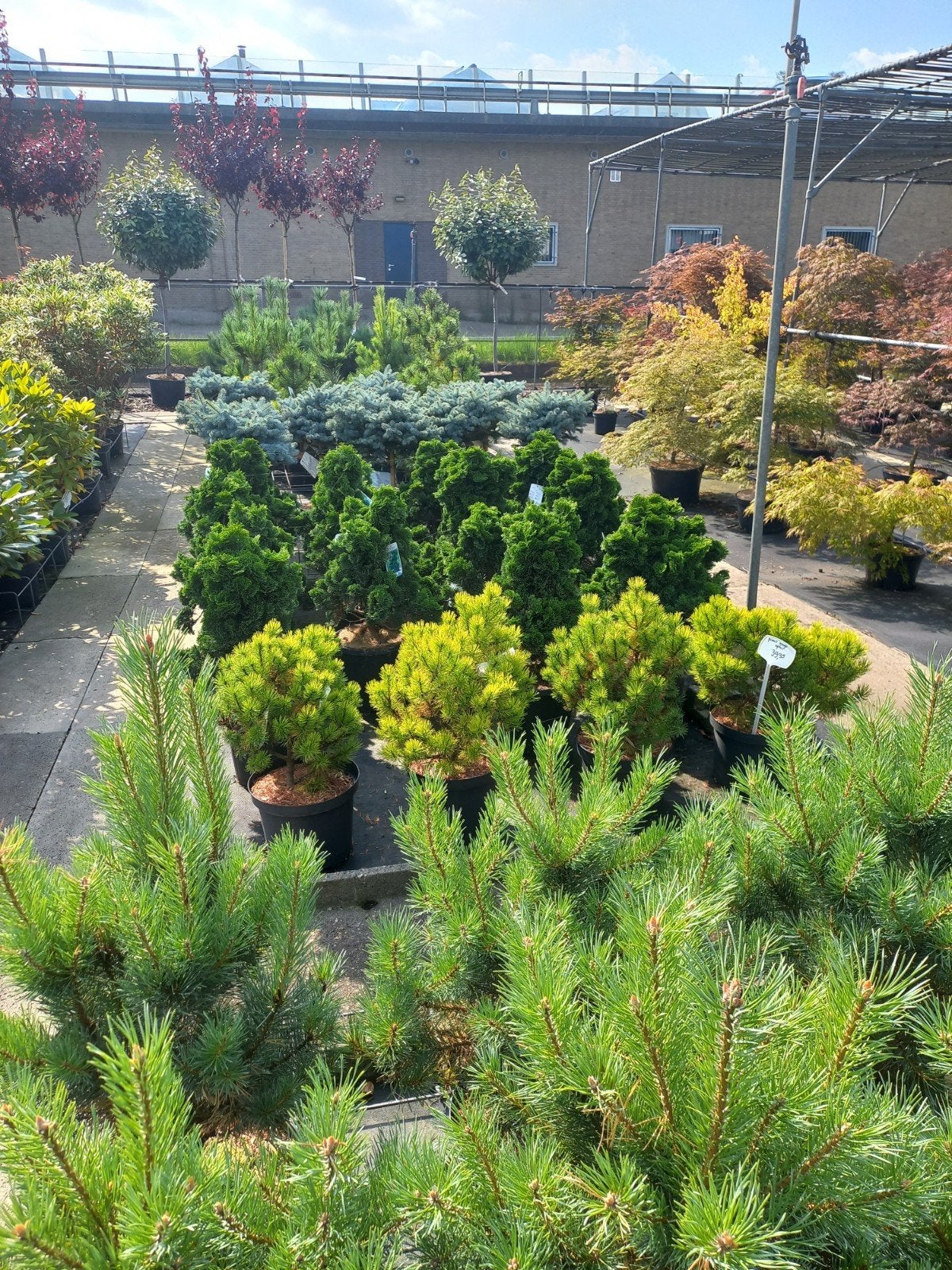 Pinus meerdere soorten en maten ook grote treur ceder, Ophalen, Overige soorten, Volle zon