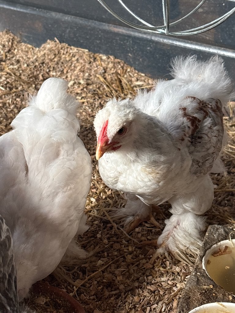 Brama haan, Dieren en Toebehoren, Mannelijk, Kip