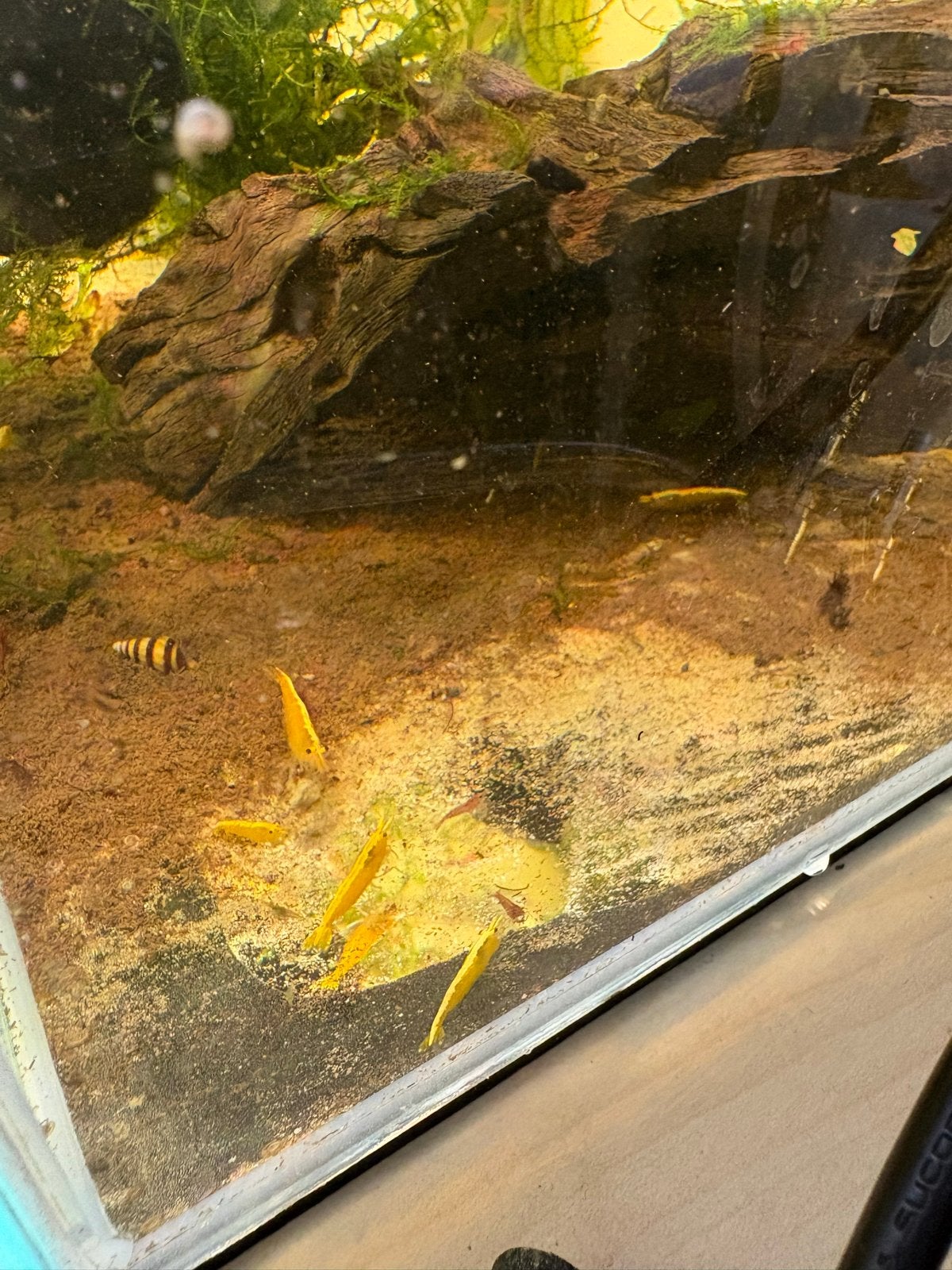 Citroengarnalen gele garnalen aquarium, Dieren en Toebehoren, Vissen | Aquariumvissen, Vis