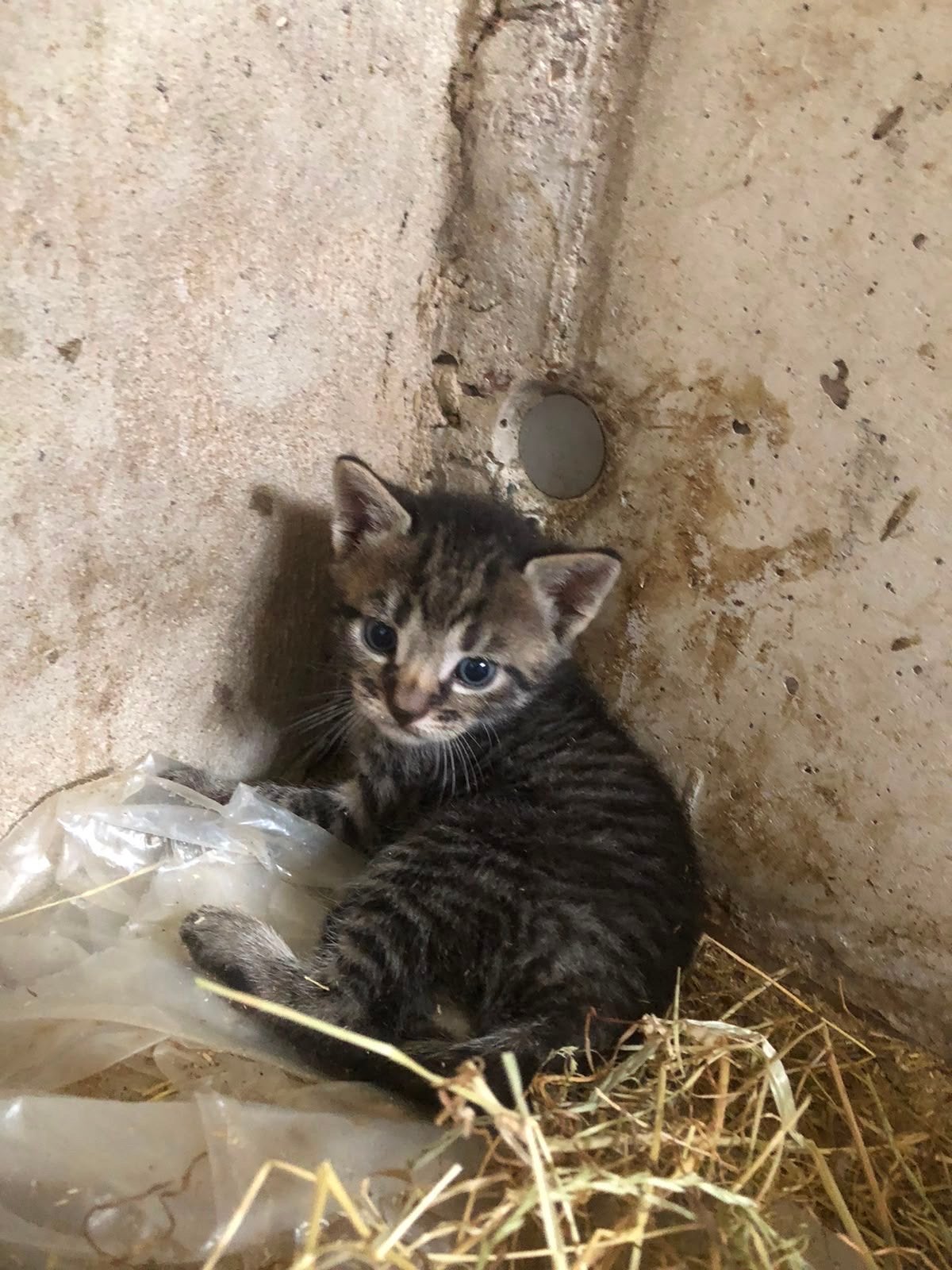 Boerderijkittens, Meerdere dieren, Kortharig, 0 tot 2 jaar