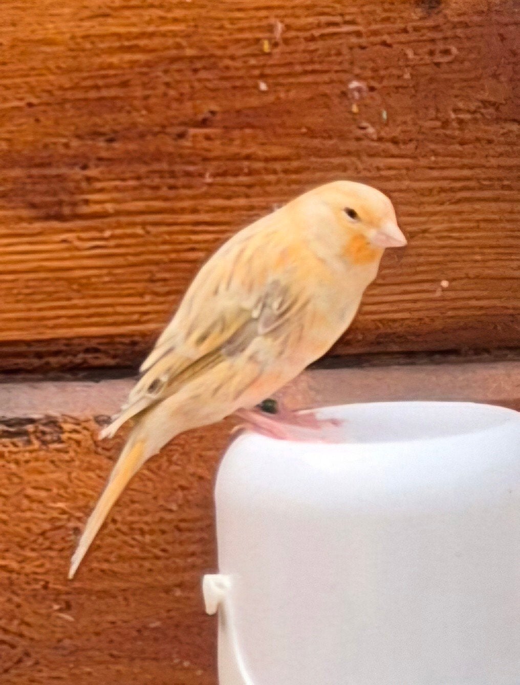Jonge kanaries, Dieren en Toebehoren, Vogels | Kanaries, Kleurkanarie, Geslacht onbekend