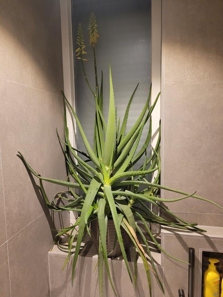 Grote bloeiende Aloë vera, Ophalen, 100 tot 150 cm, Halfschaduw, In pot