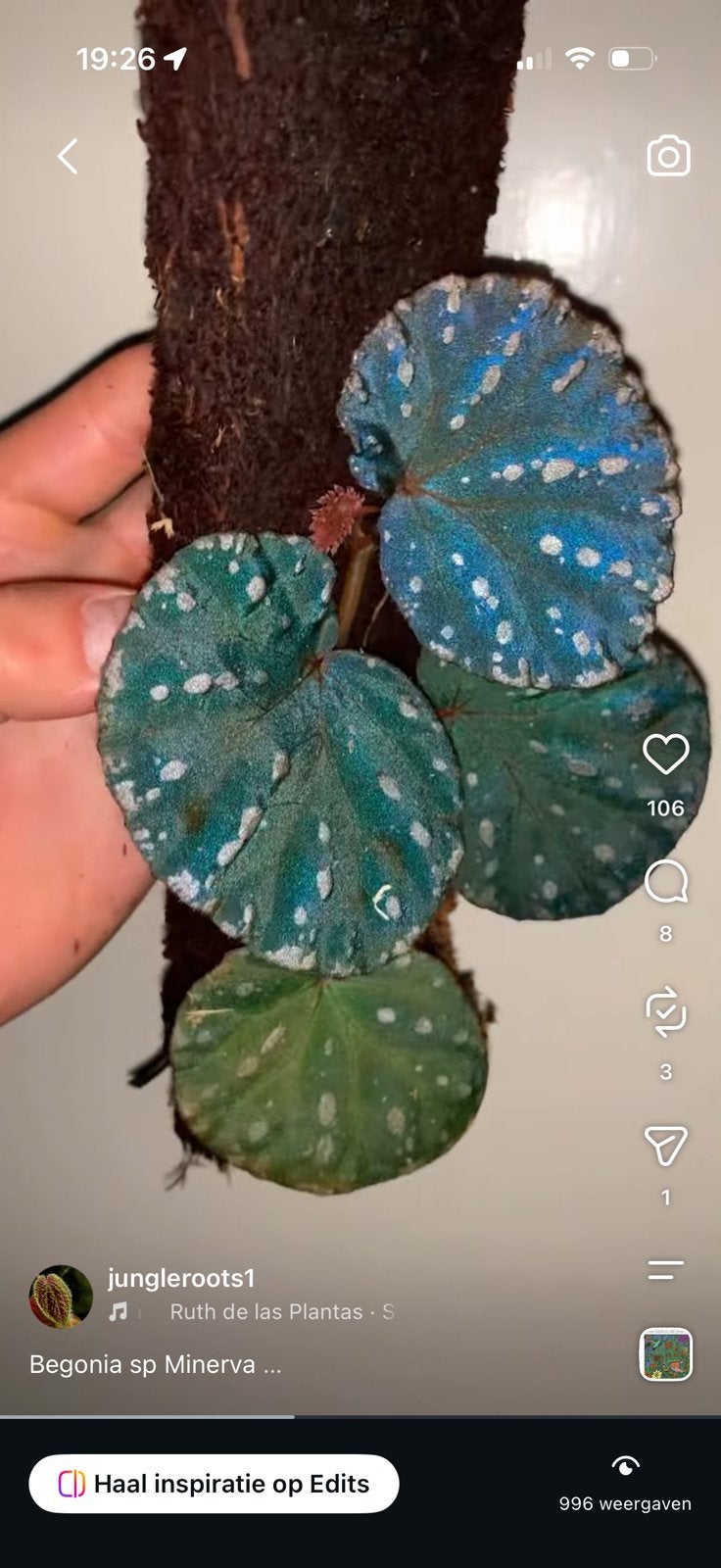 Begonia Minerva, Ophalen of Verzenden