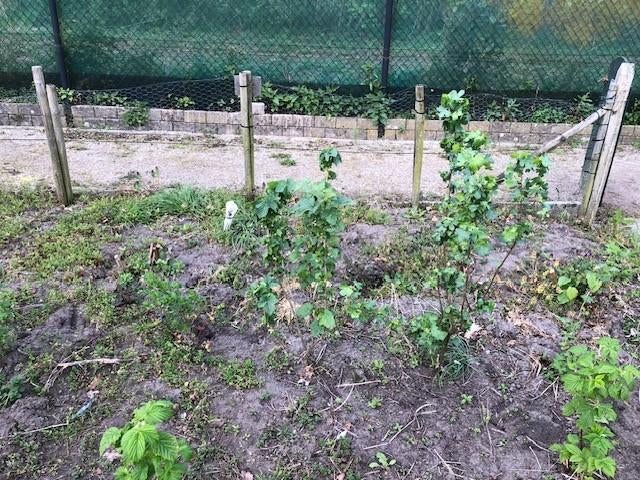 Bessenstruiken Rode Bes Roosendaal, Ophalen of Verzenden, Overige soorten, Struik, Minder dan 100 cm