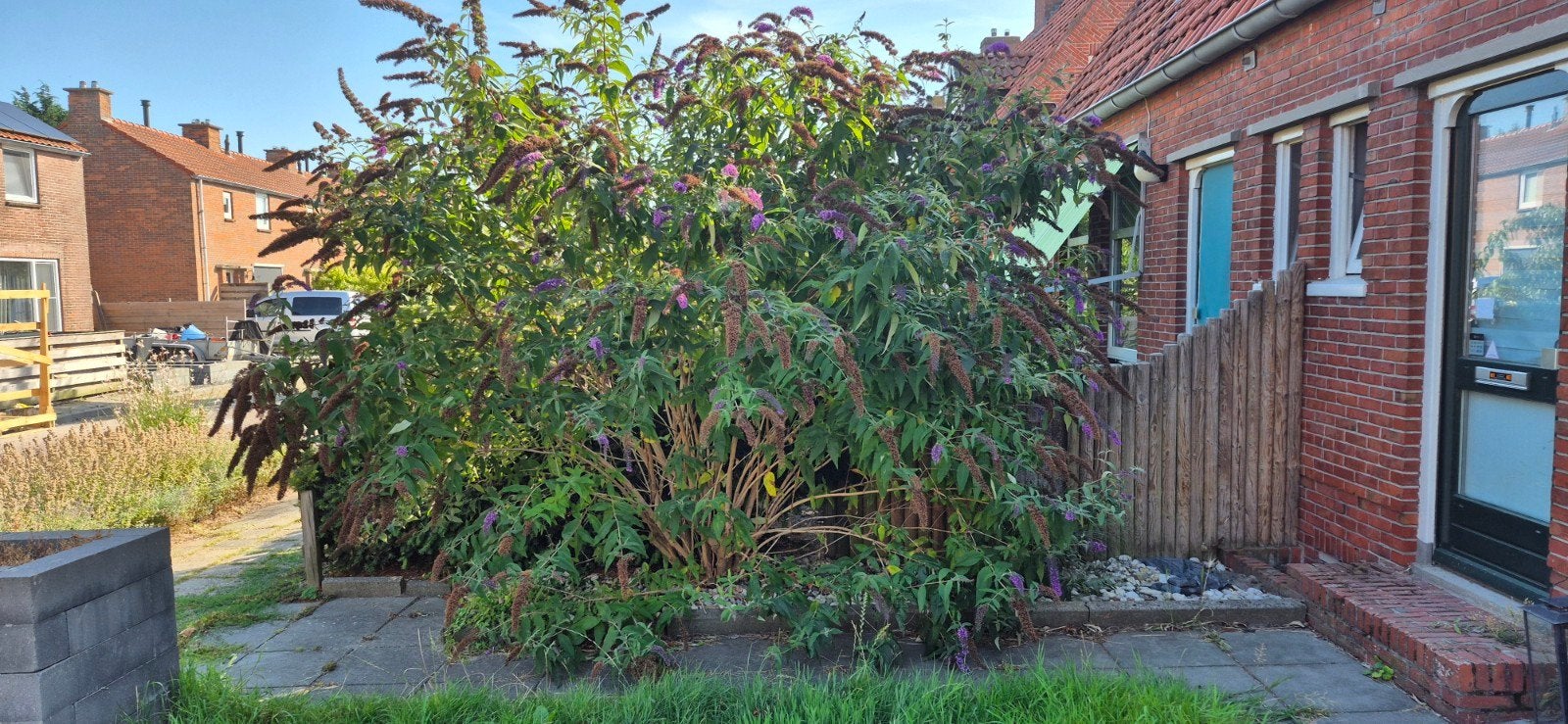 gratis vlinderstruik., Ophalen, Minder dan 3 meter, Hout, 1 tot 2 meter