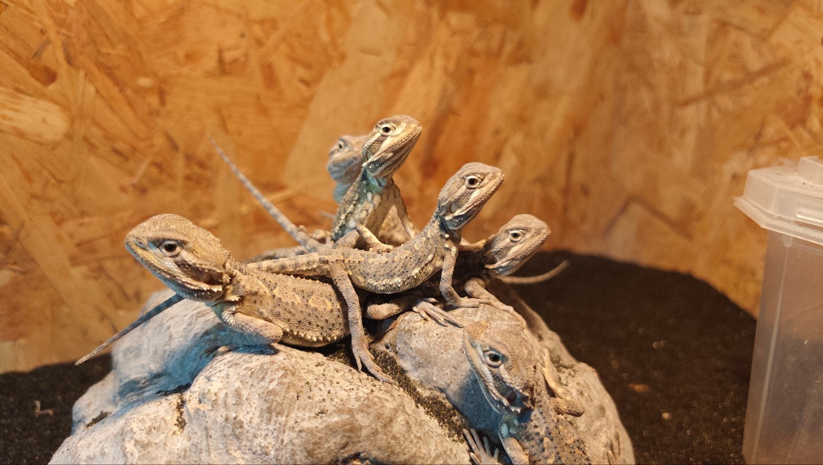 Jonge Dwerg baardagamen, pogona henrylawsoni. Bearded Dragon photo 3