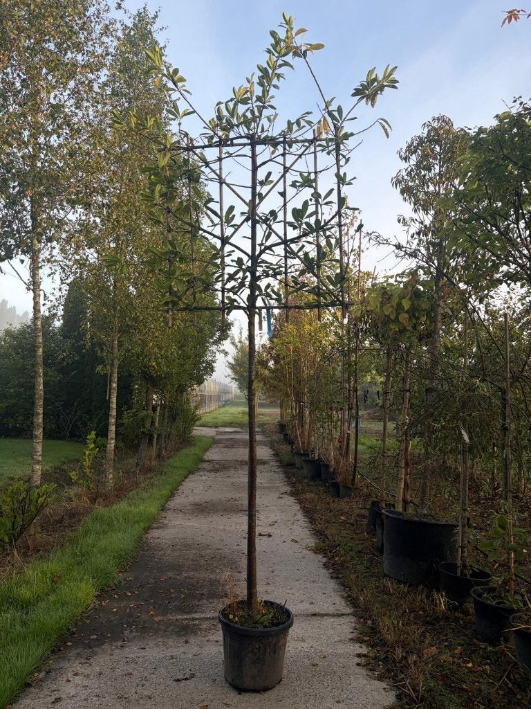 Prunus l Novita  leiboom, Leiboom, Lente, 250 tot 400 cm, Ophalen