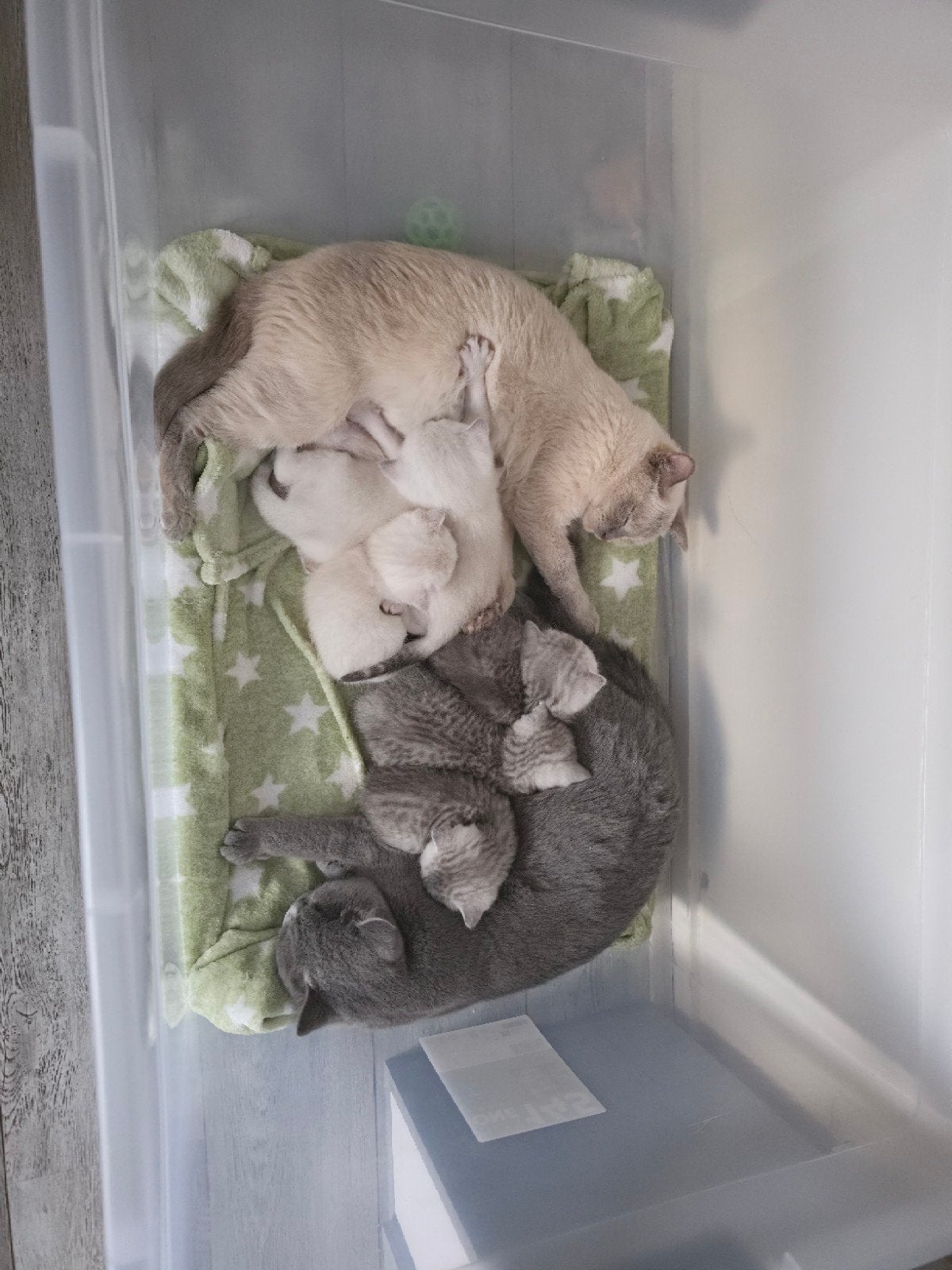 British Shorthair cat, Dieren en Toebehoren
