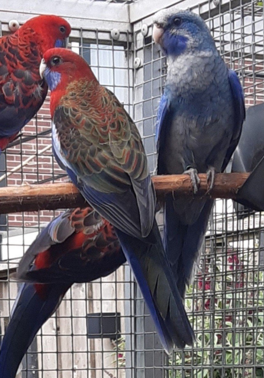Te koop jonge penant rosella's 2026, Dieren en Toebehoren, Meerdere dieren, Parkiet
