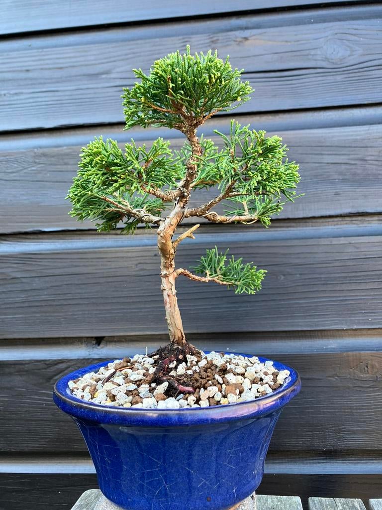 Bonsai Juniperus Chinensis (buiten bonsai), Bloeit niet, Overige soorten, Minder dan 100 cm, Ophalen