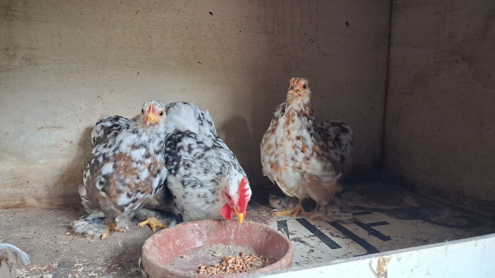 Cochin kriel kip kuikens te koop.

2 hennetjes samen met 1ha, Dieren en Toebehoren, Pluimvee, Meerdere dieren, Kip