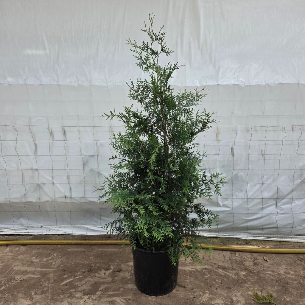Thuja Brabant 140cm - Groenblijvende Conifeer, Ophalen, Bloeit niet, Overige soorten, Volle zon