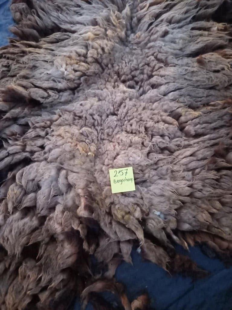 Geschoren vacht van een Bergschaap - Nr. 257, Ophalen of Verzenden, Gebruikt