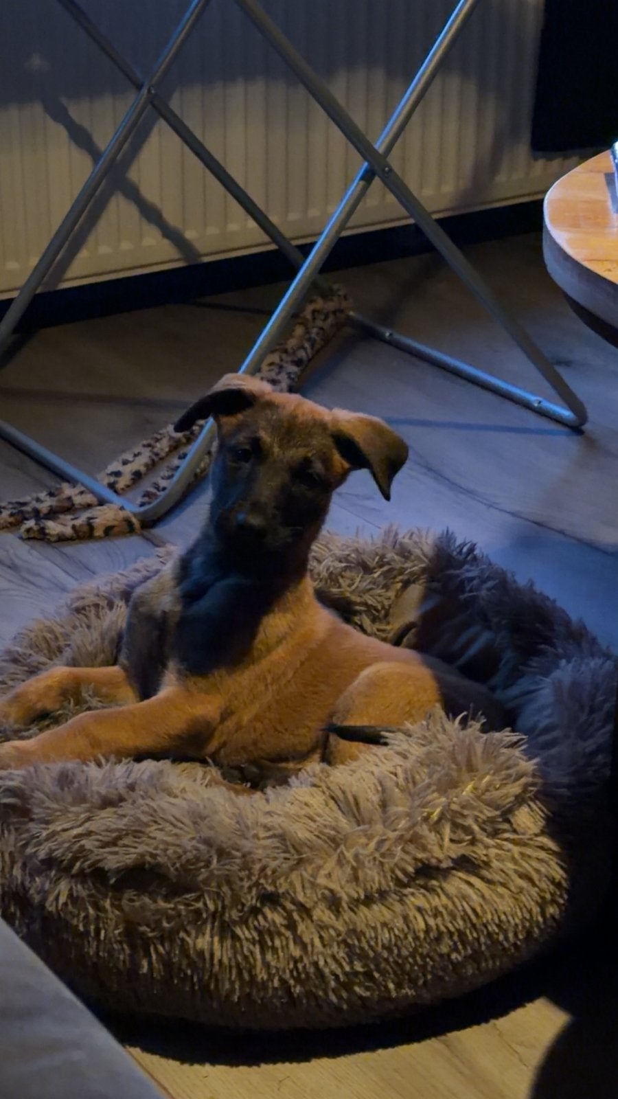 Mechelse herder teefje 8 week, 8 tot 15 weken, Teef, Eén hond, Herder