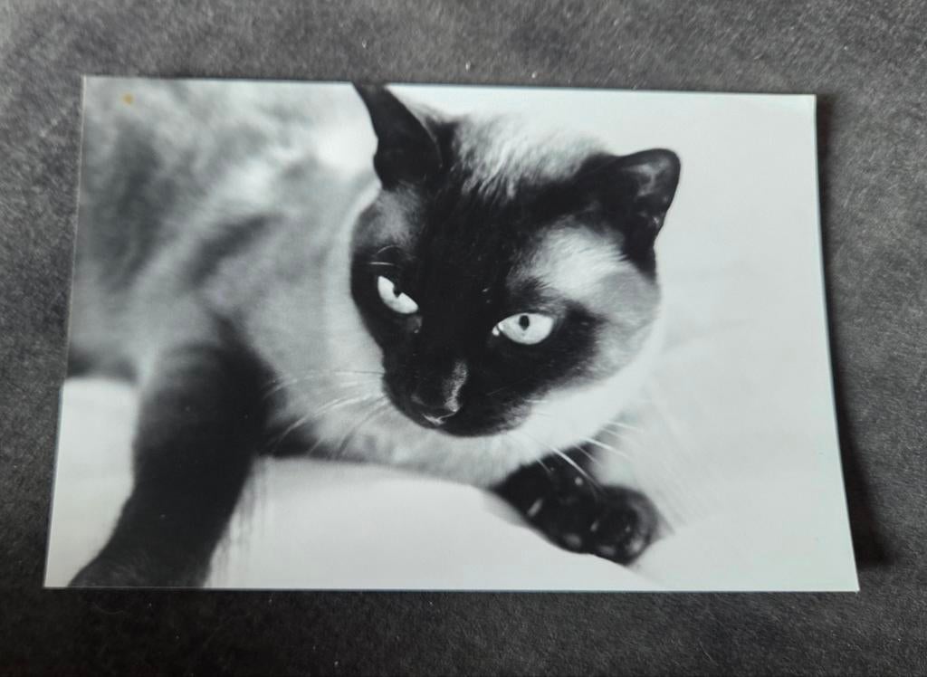 Siamese kat - Ansichtkaart, Verzenden, Ongelopen, Hond of Kat