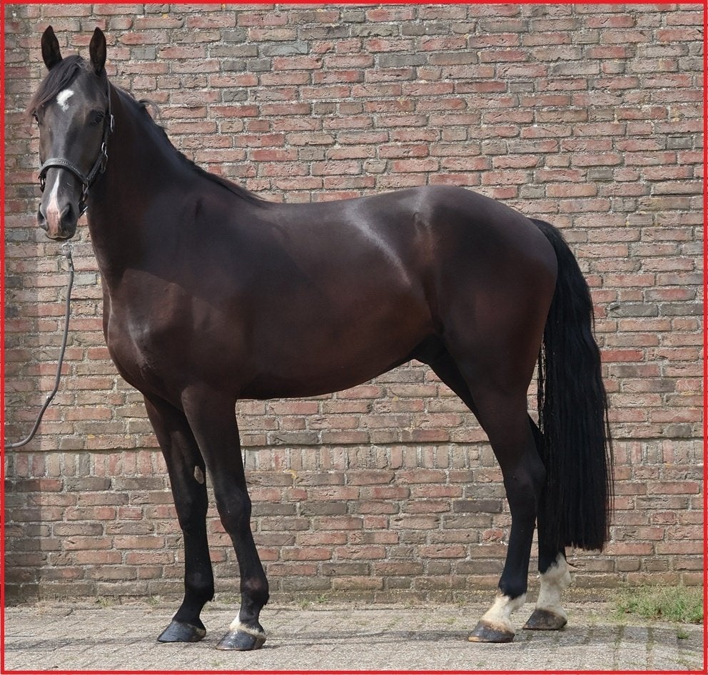 * * *Thijmen = zwart, 3 jaar, ruin,dressuur, mennen * * *, Dieren en Toebehoren, Paarden, Met stamboom, Ruin, 3 tot 6 jaar, 160 tot 165 cm