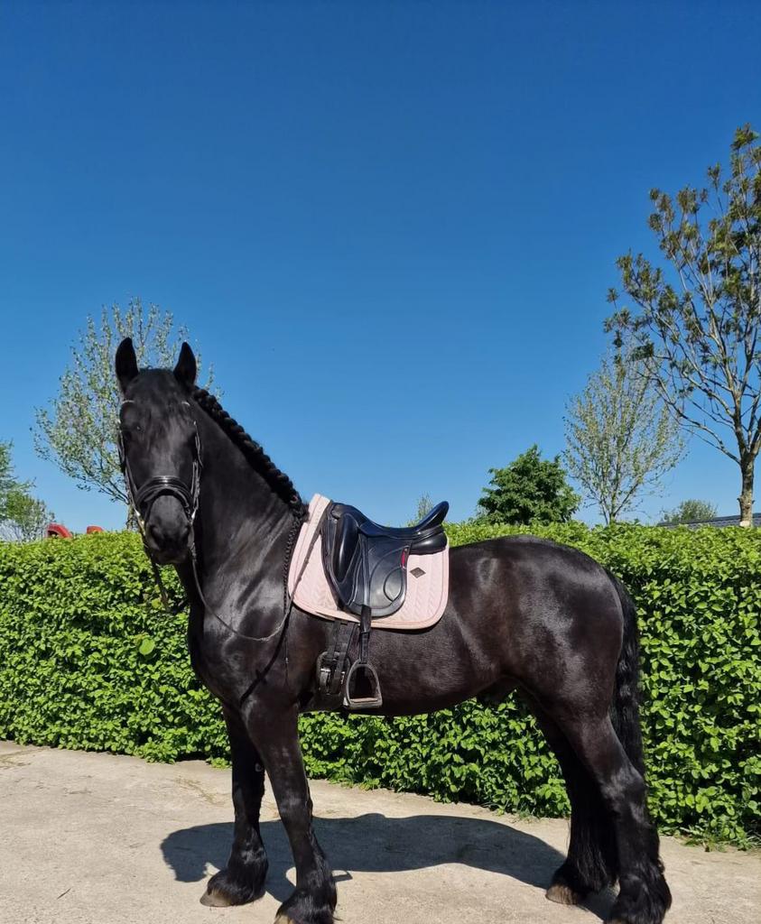 Prachtige Friese ruin “Hero”, Dieren en Toebehoren, Paarden, Ruin, Recreatiepaard