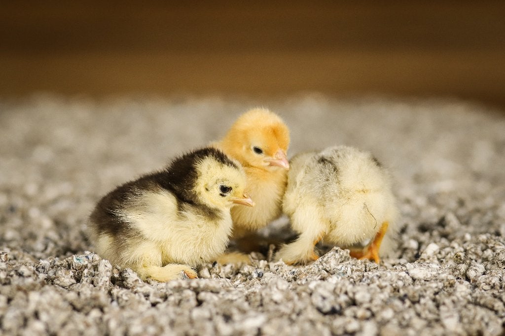 Cochin kriel kippen kuikens | Gesekst en Ingeënt, Dieren en Toebehoren, Vrouwelijk, Kip