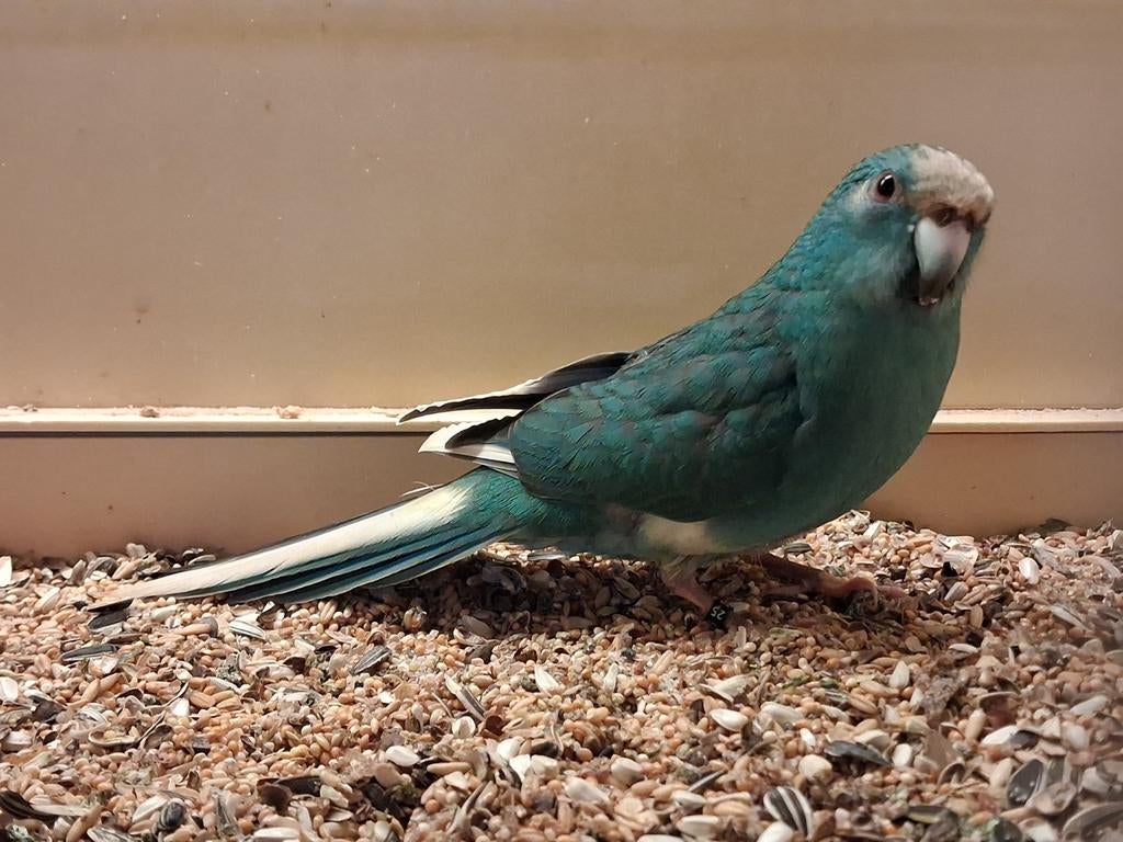 Kakariki man, Dieren en Toebehoren, Vogels | Parkieten en Papegaaien, Mannelijk, Parkiet