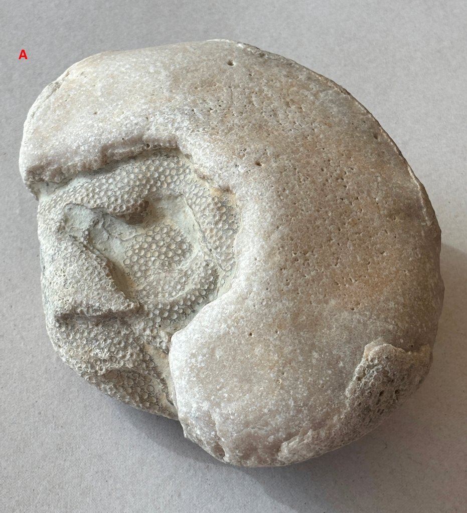 Fossiele steen, Verzamelen, Ophalen of Verzenden, Fossiel