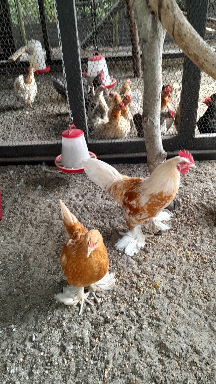 Sabelpoot haan en hen, Dieren en Toebehoren, Meerdere dieren, Kip