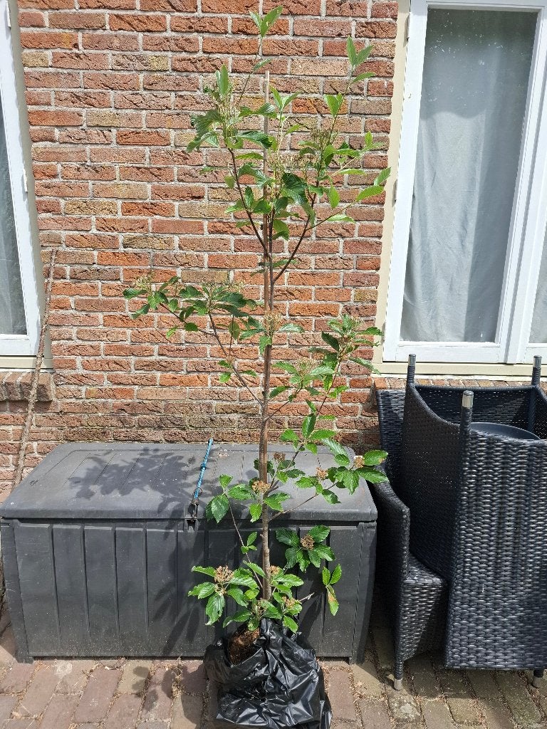 lijsterbes Zeldzame soort, Ophalen, Volle zon, Overige soorten