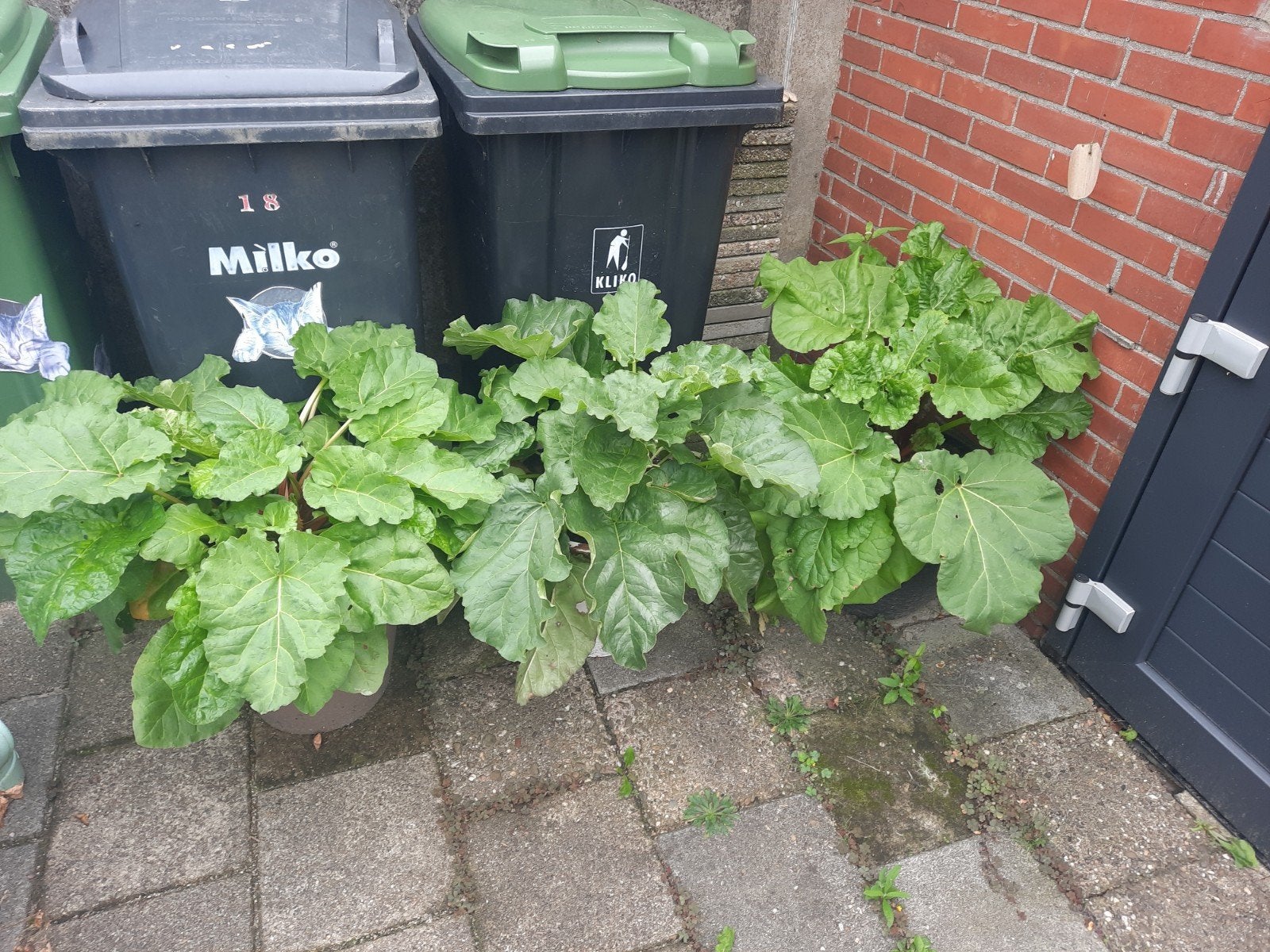 Verse Rabarberplanten in Pot - Direct te Oogsten!, Ophalen, Bloeit niet, Halfschaduw, Groenteplanten