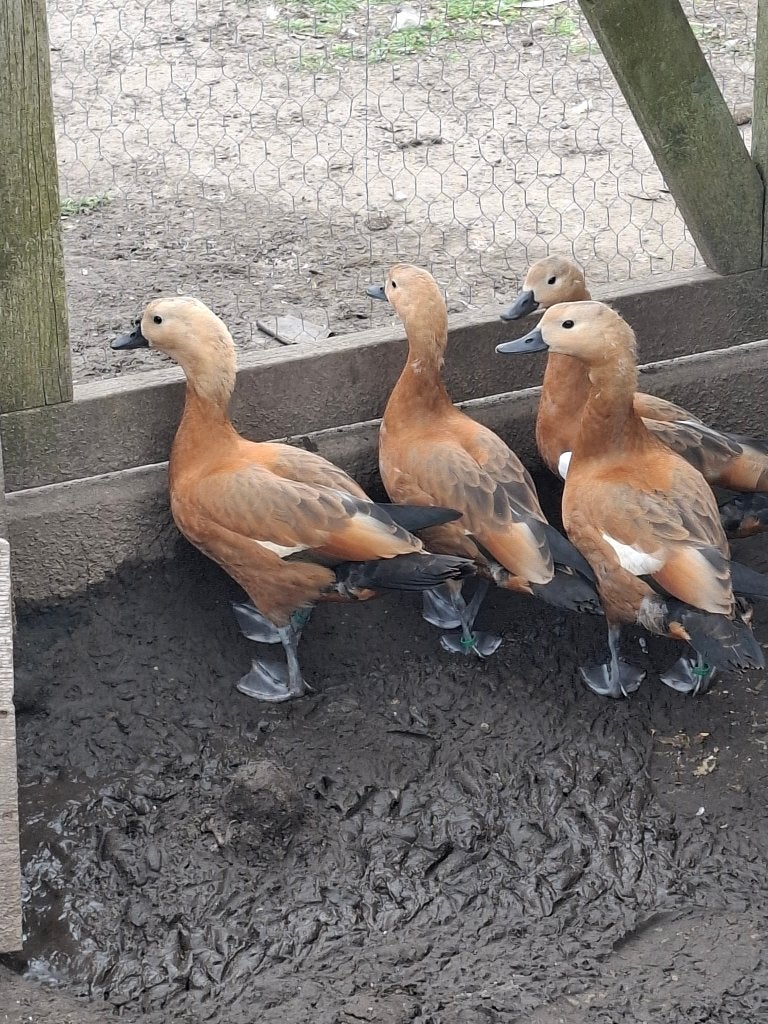 Rode Casarca, Meerdere dieren, Eend