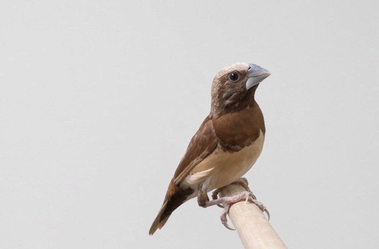 Roodbruine bruinborst rietvink man, Dieren en Toebehoren