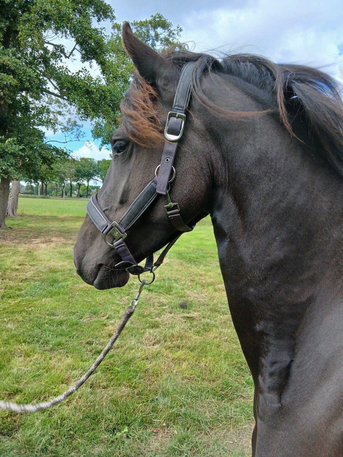 4 jarige friese merrie, Merrie, Minder dan 160 cm, Met stamboom, Dressuurpaard