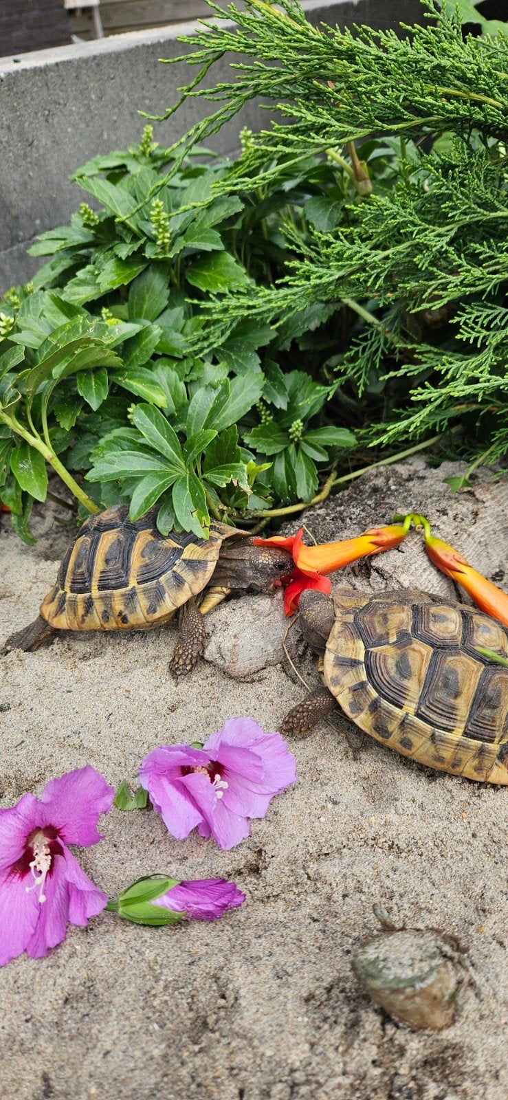 Prachtige gechipte vrouw landschildpad uit 2016 Tortoise photo 7