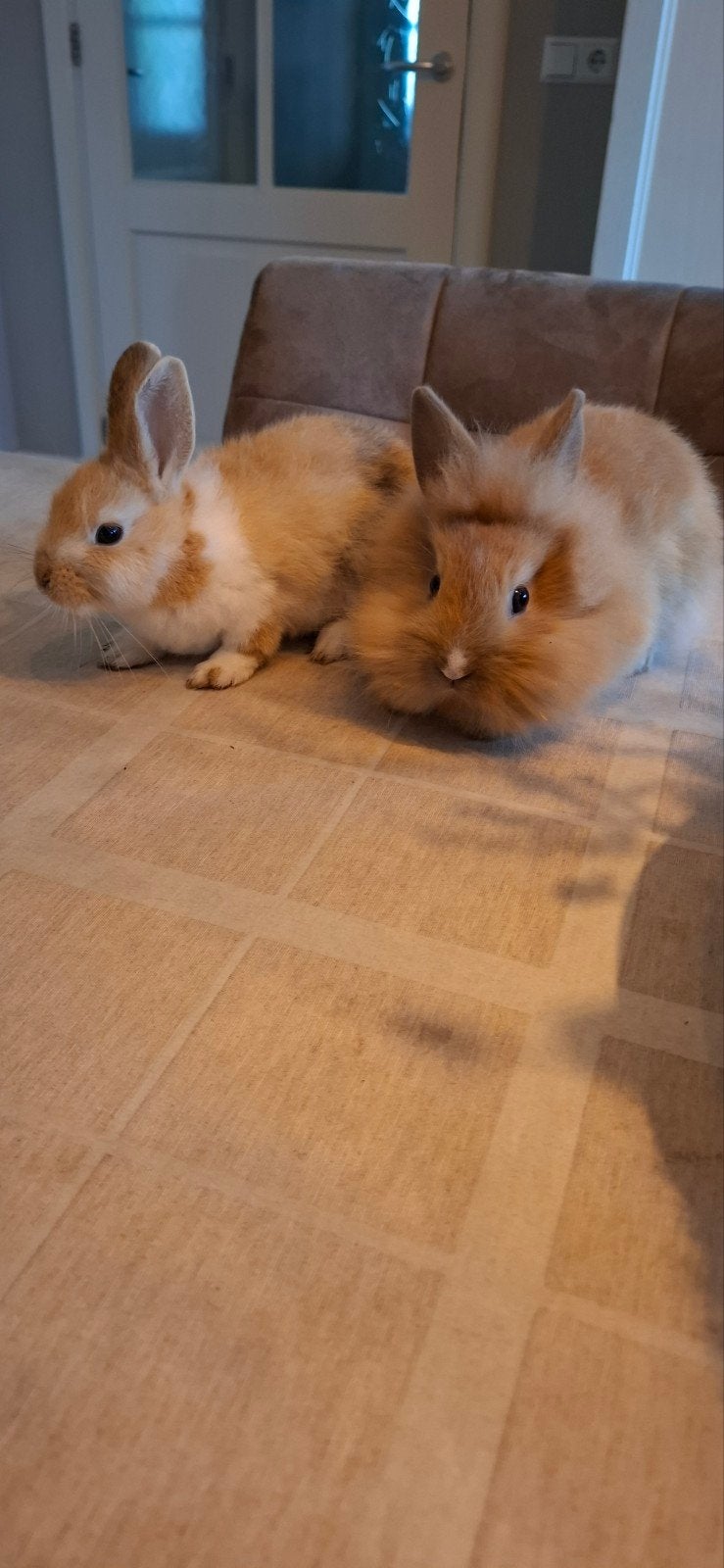 jonge konijntjes, Dieren en Toebehoren, Meerdere dieren, Middelgroot, 0 tot 2 jaar