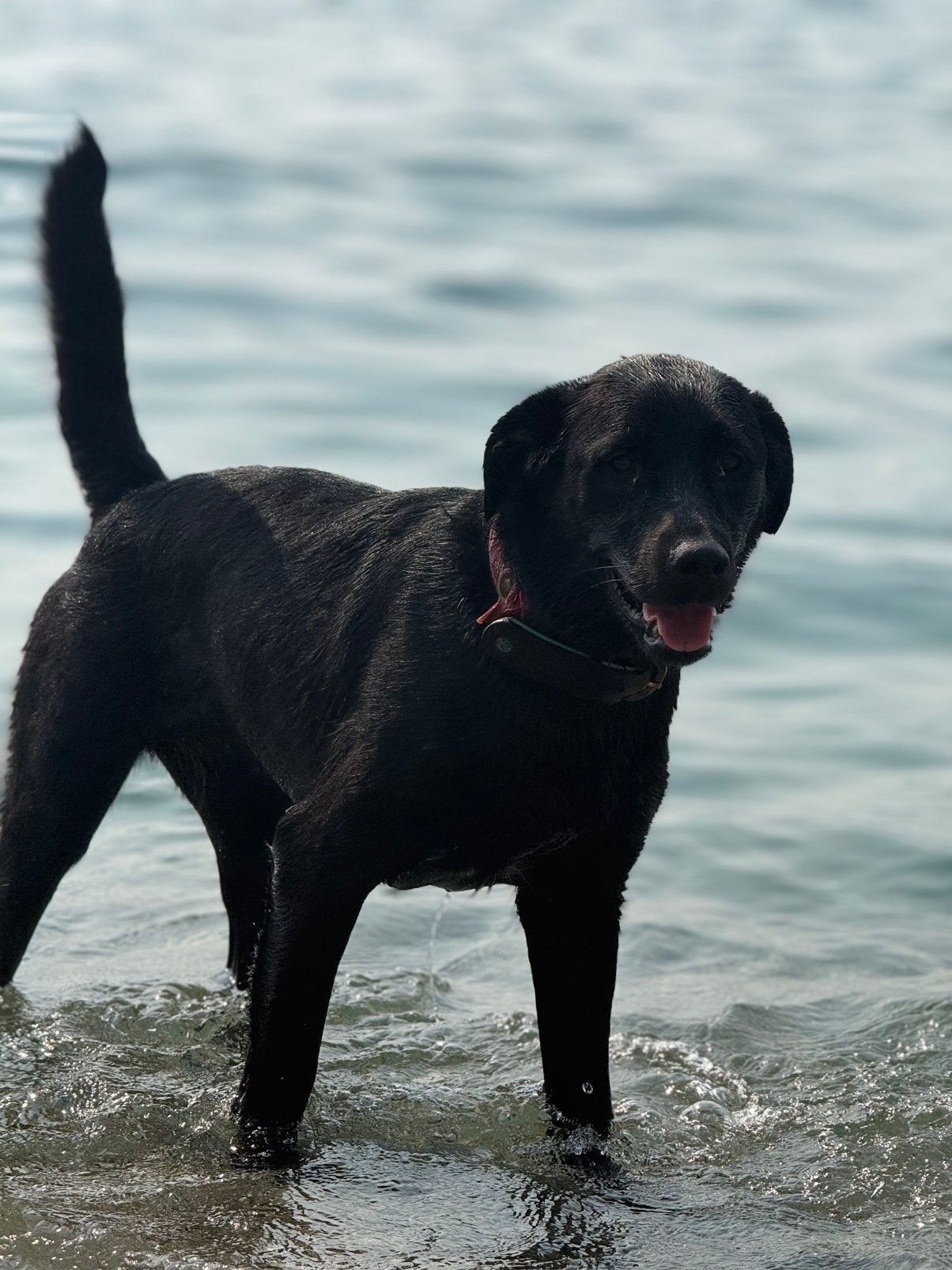 Labrador x Collie/Stabij/Retriever teef 11 maand.Herplaatser, Dieren en Toebehoren, 15 weken tot 1 jaar, CDV (hondenziekte), Teef