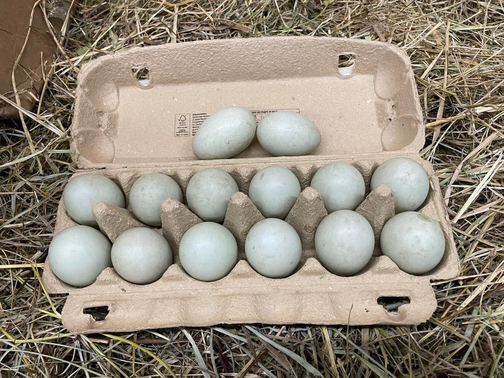 Broedeieren witte kwaker en smaragd, Dieren en Toebehoren, Meerdere dieren, Eend