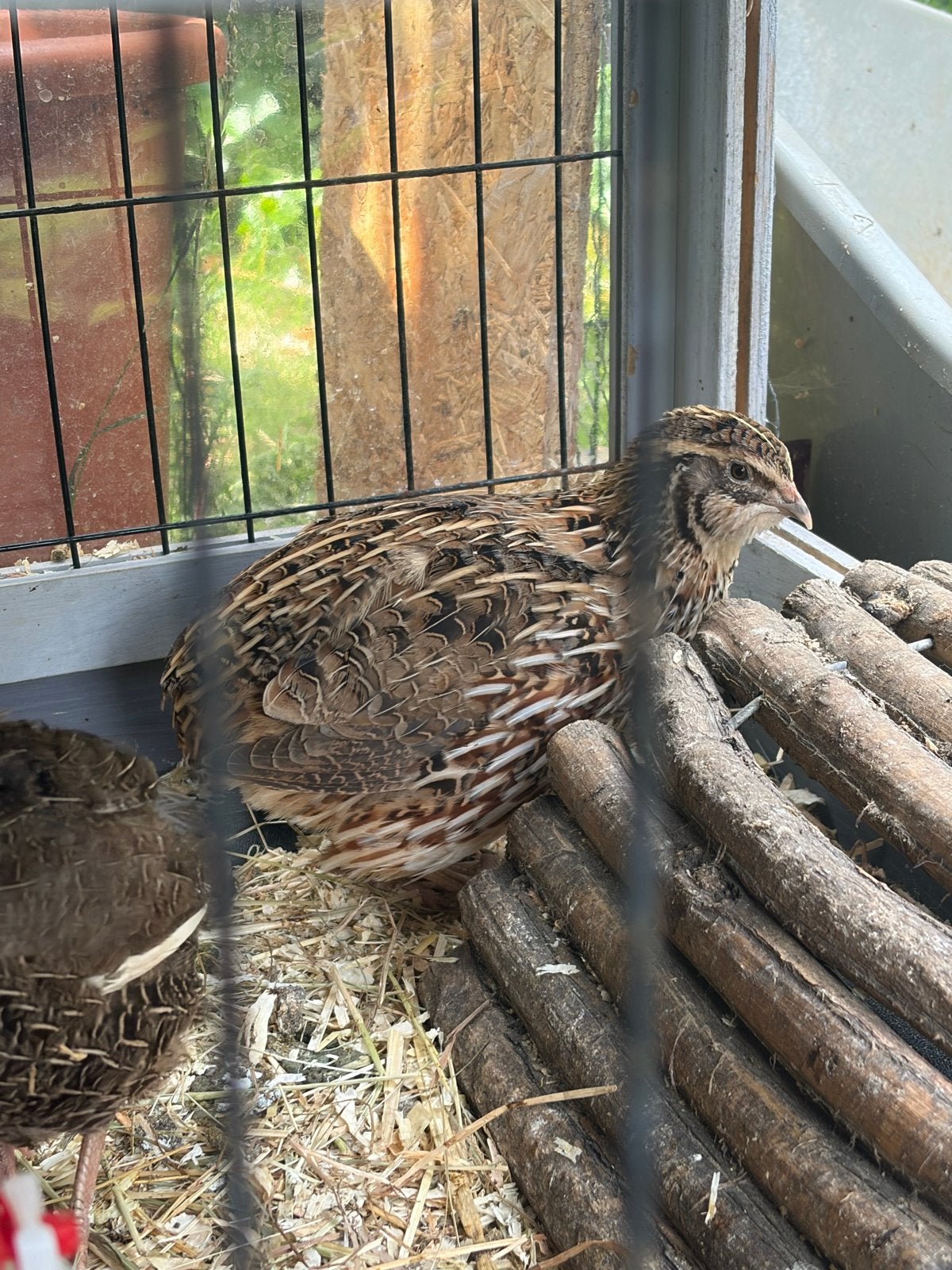 Kwartel hen, Dieren en Toebehoren, Pluimvee, Vrouwelijk, Overige soorten